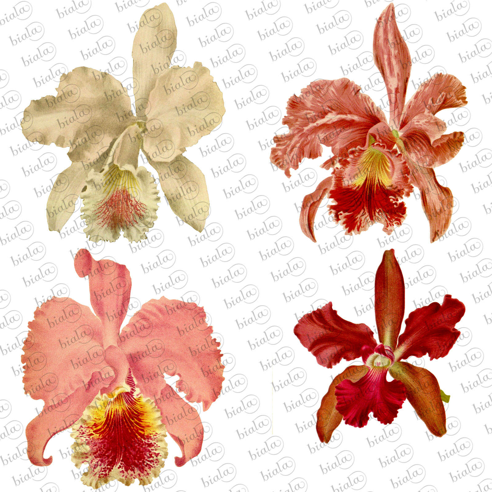 Orchid Pack by N/A