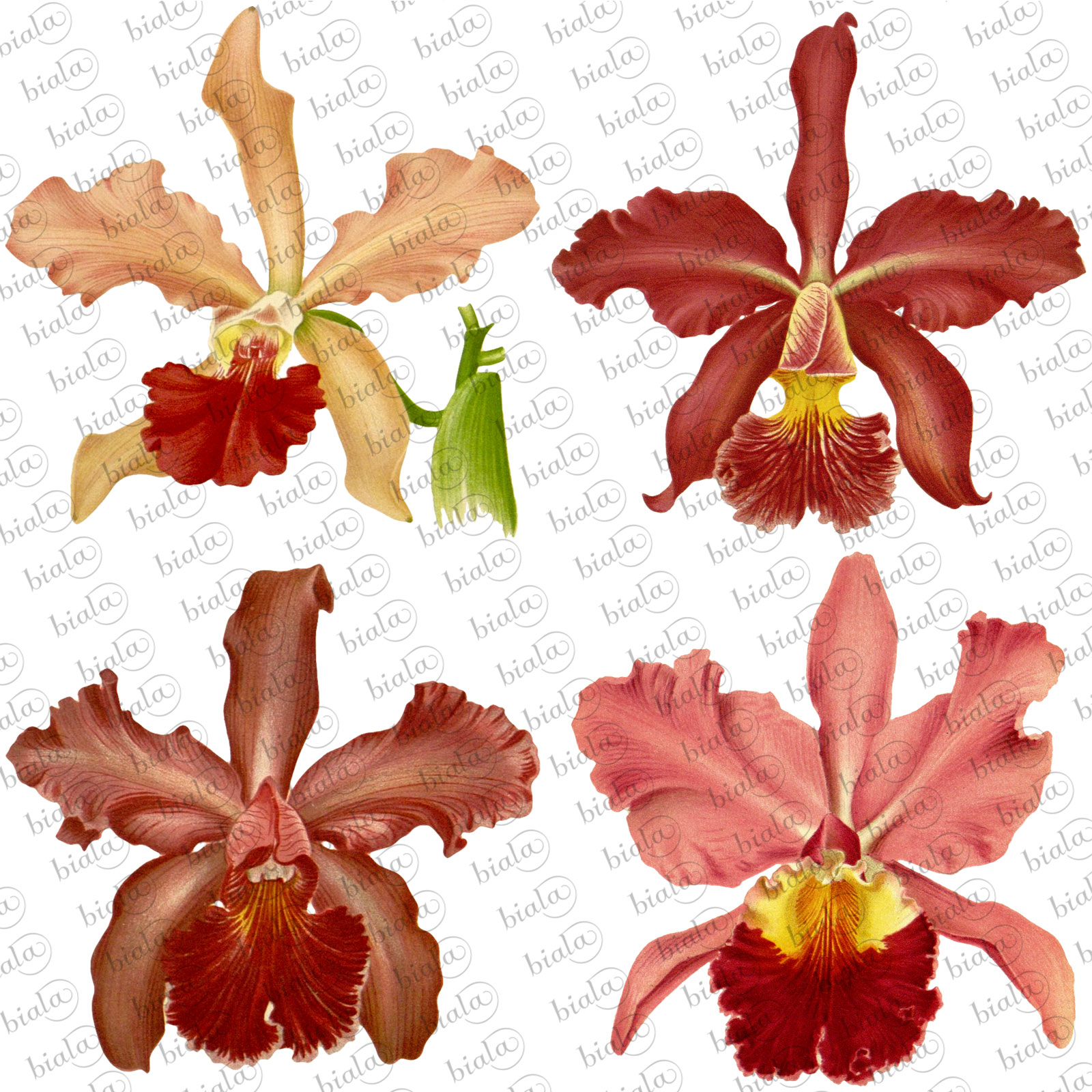 Orchid Pack by N/A