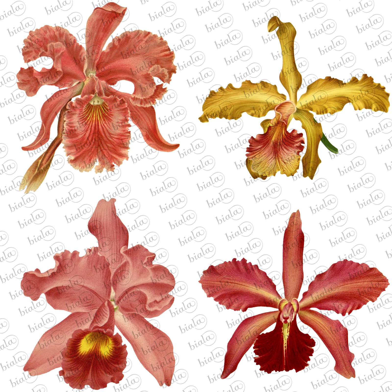 Orchid Pack by N/A