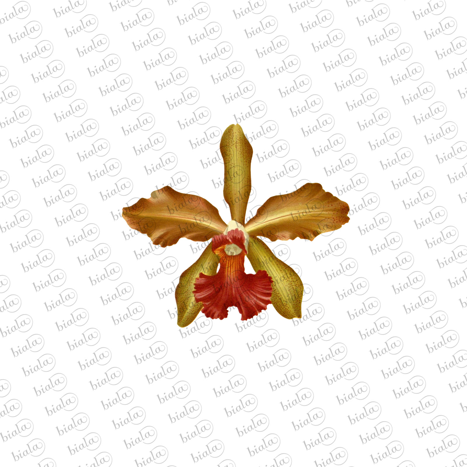 Orchid Pack by N/A