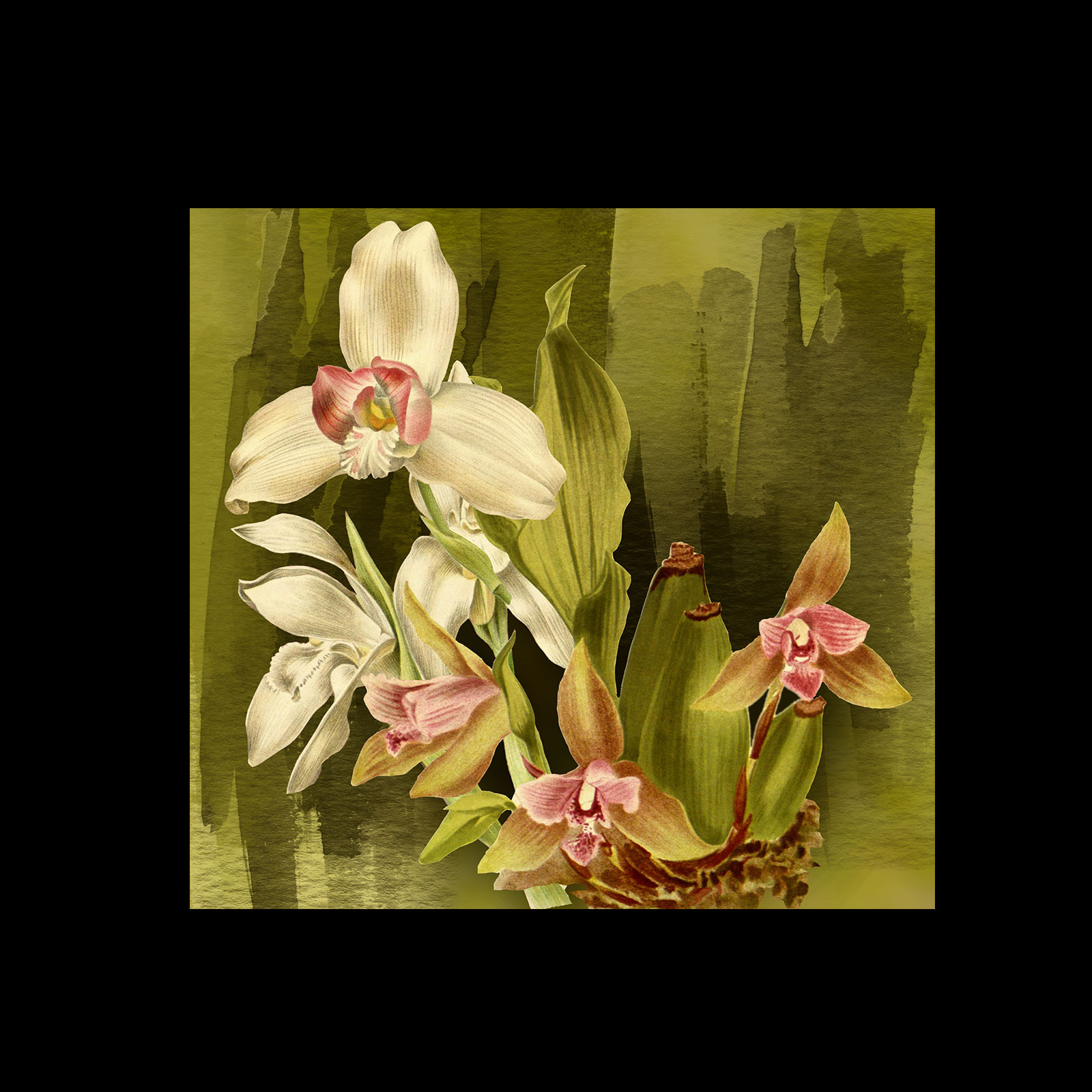 Orchid Pack by N/A