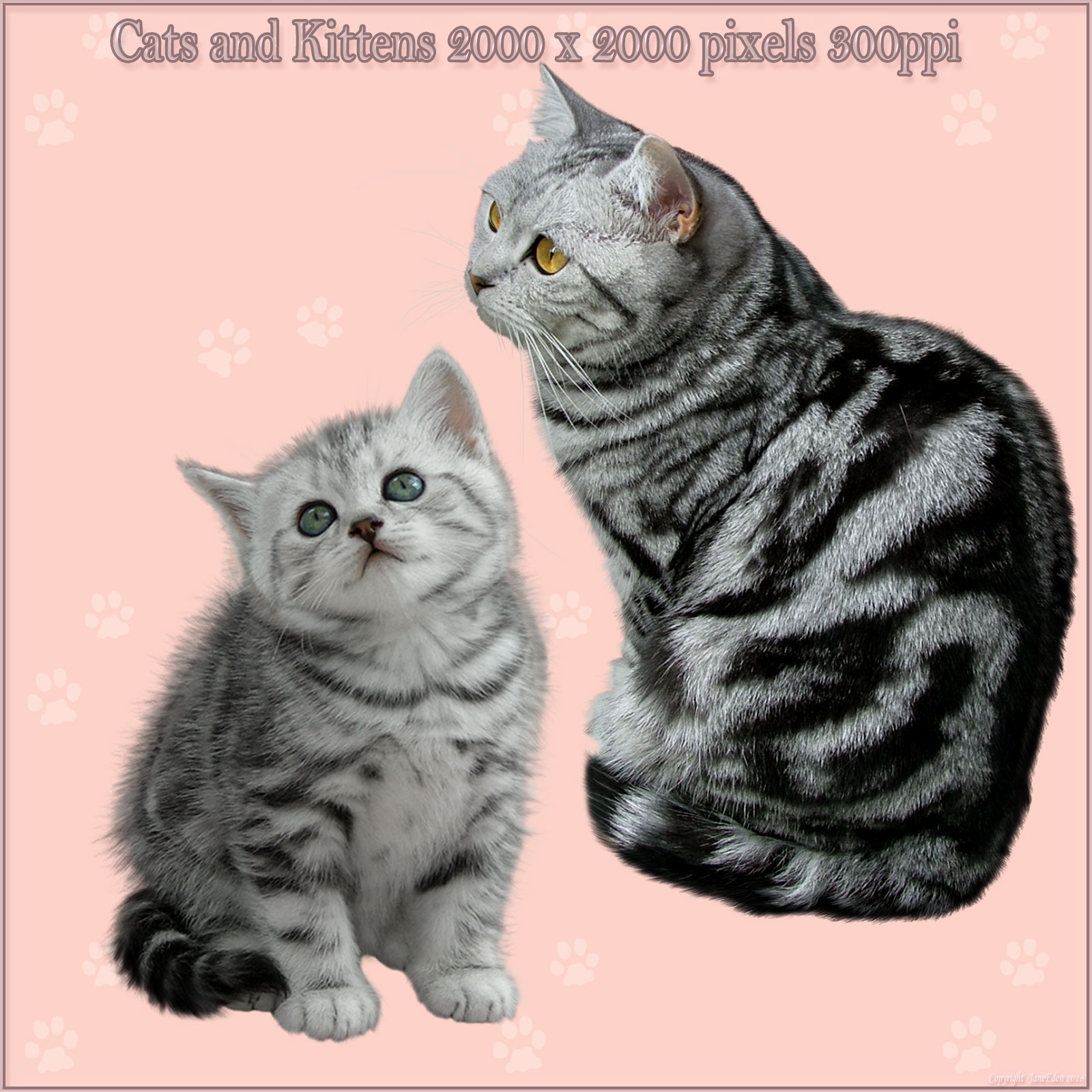 JaneEden's Cats and Kittens by N/A