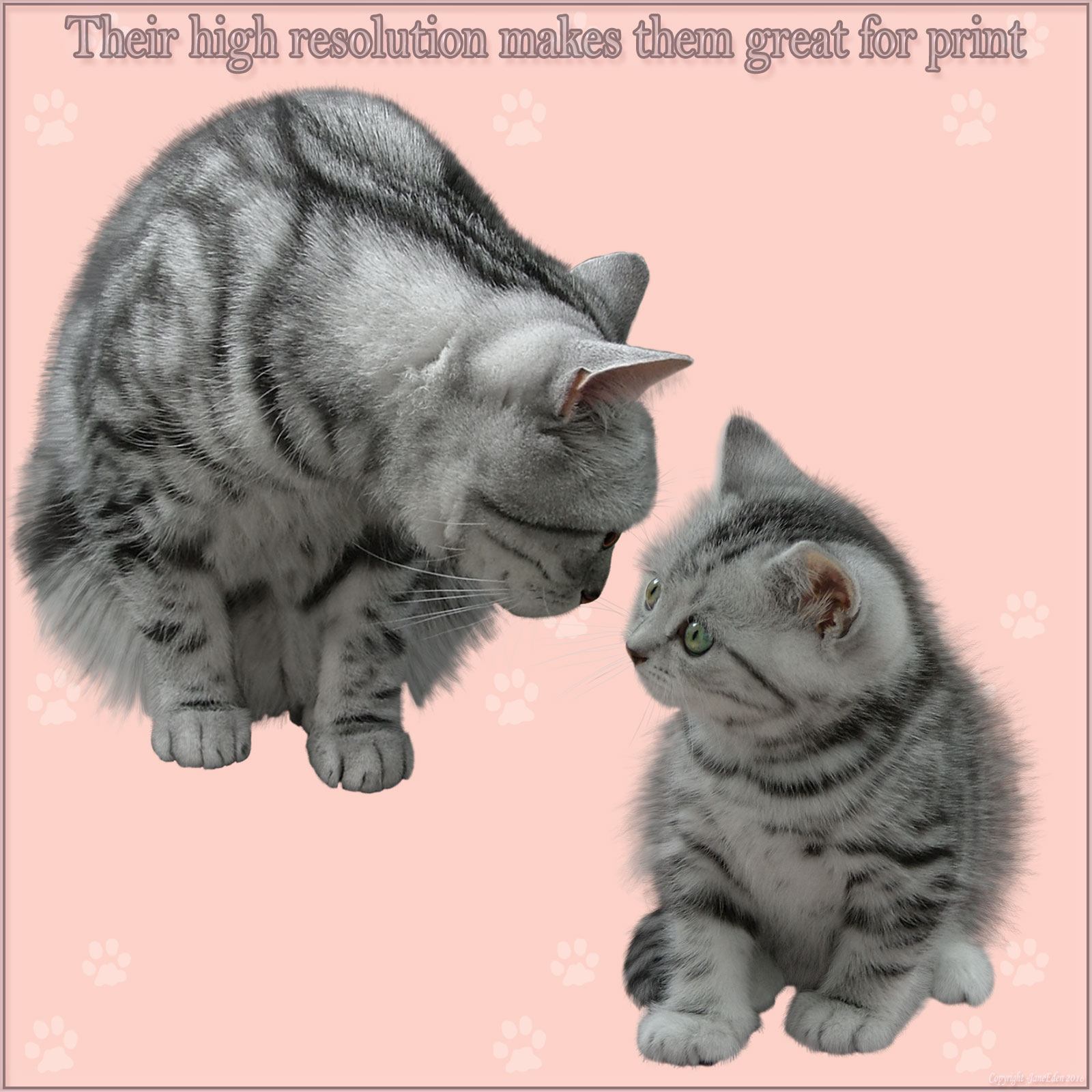 JaneEden's Cats and Kittens by N/A