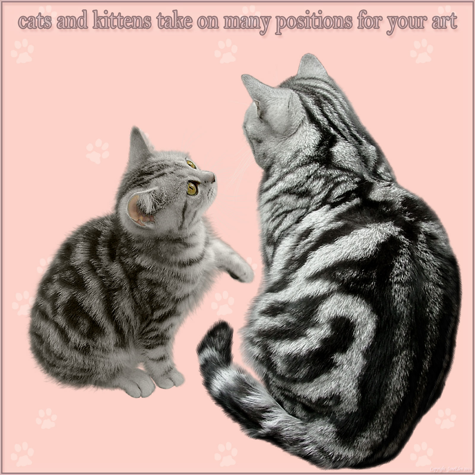 JaneEden's Cats and Kittens by N/A