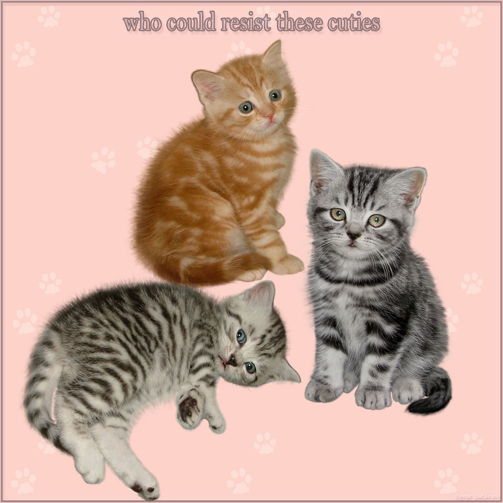 JaneEden's Cats and Kittens by N/A