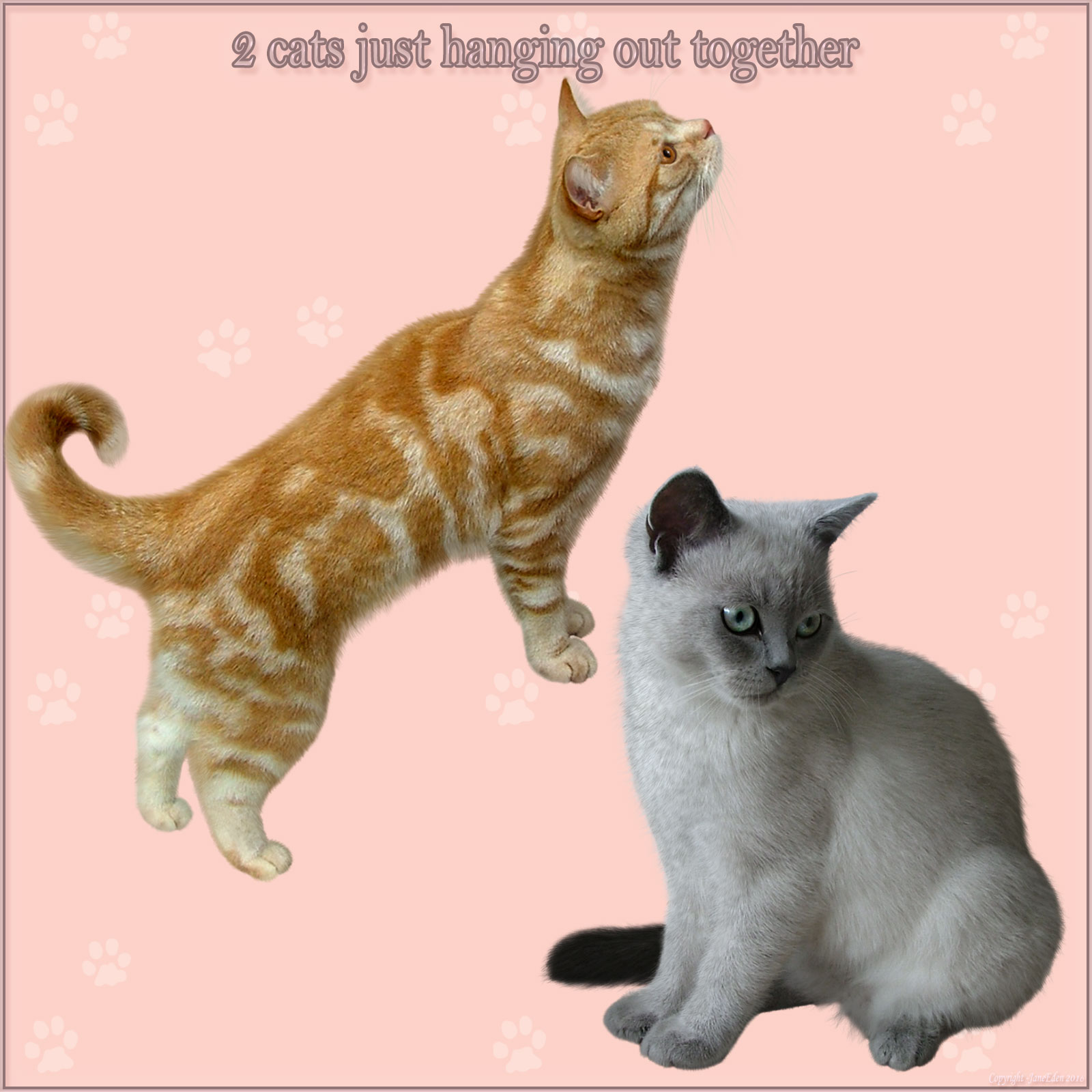JaneEden's Cats and Kittens by N/A