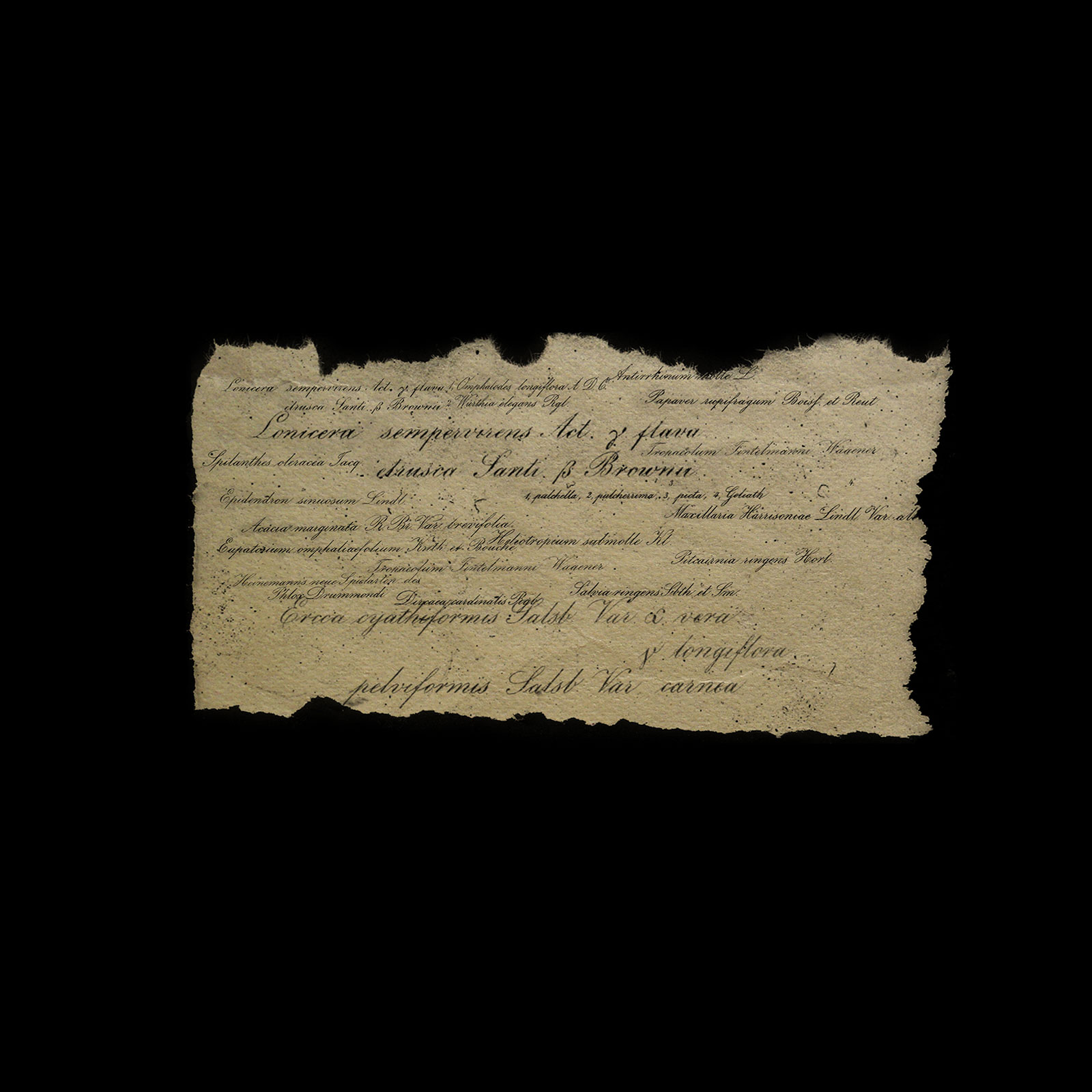 Hand Written Names by N/A