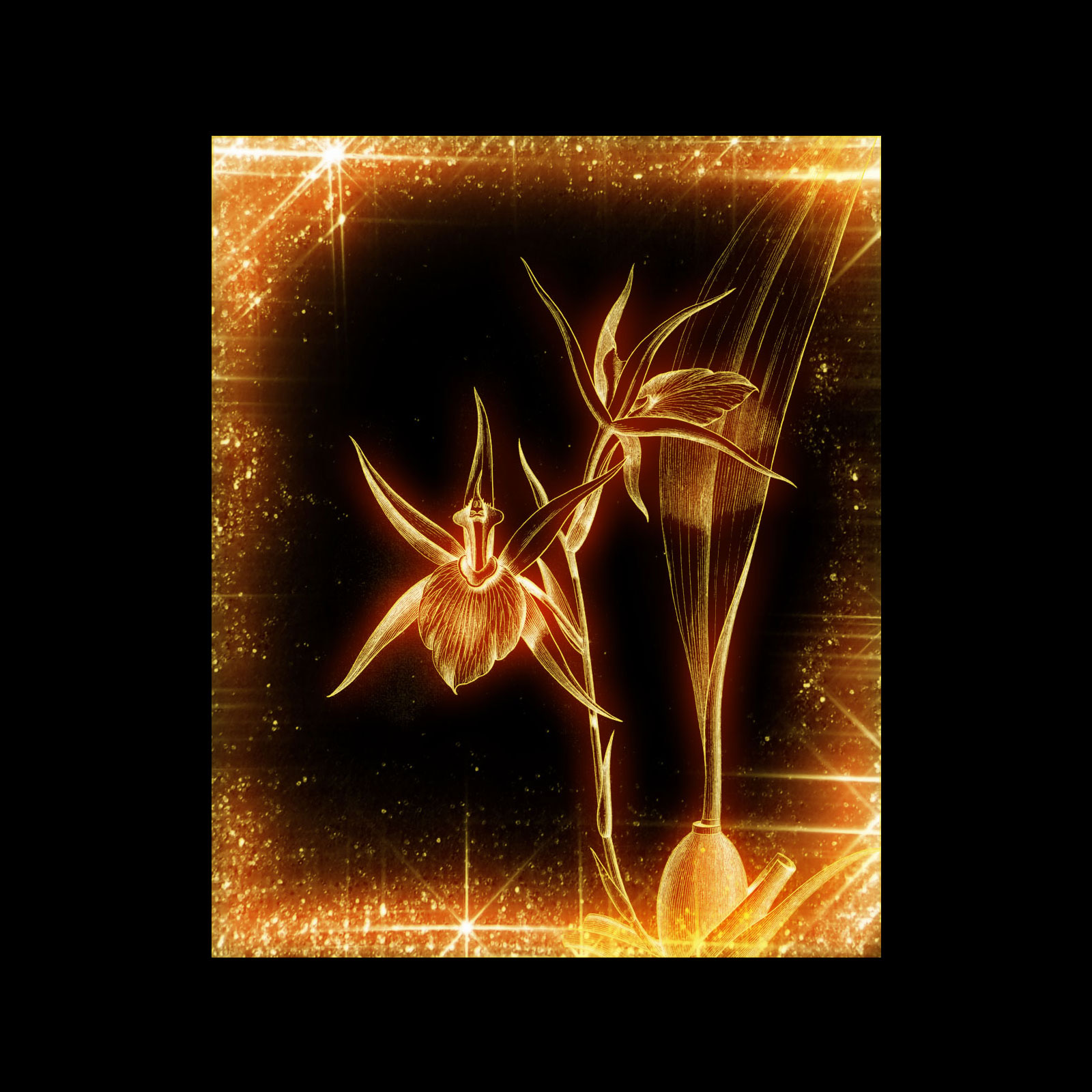 Orchids from Old Books PS Brushes by N/A