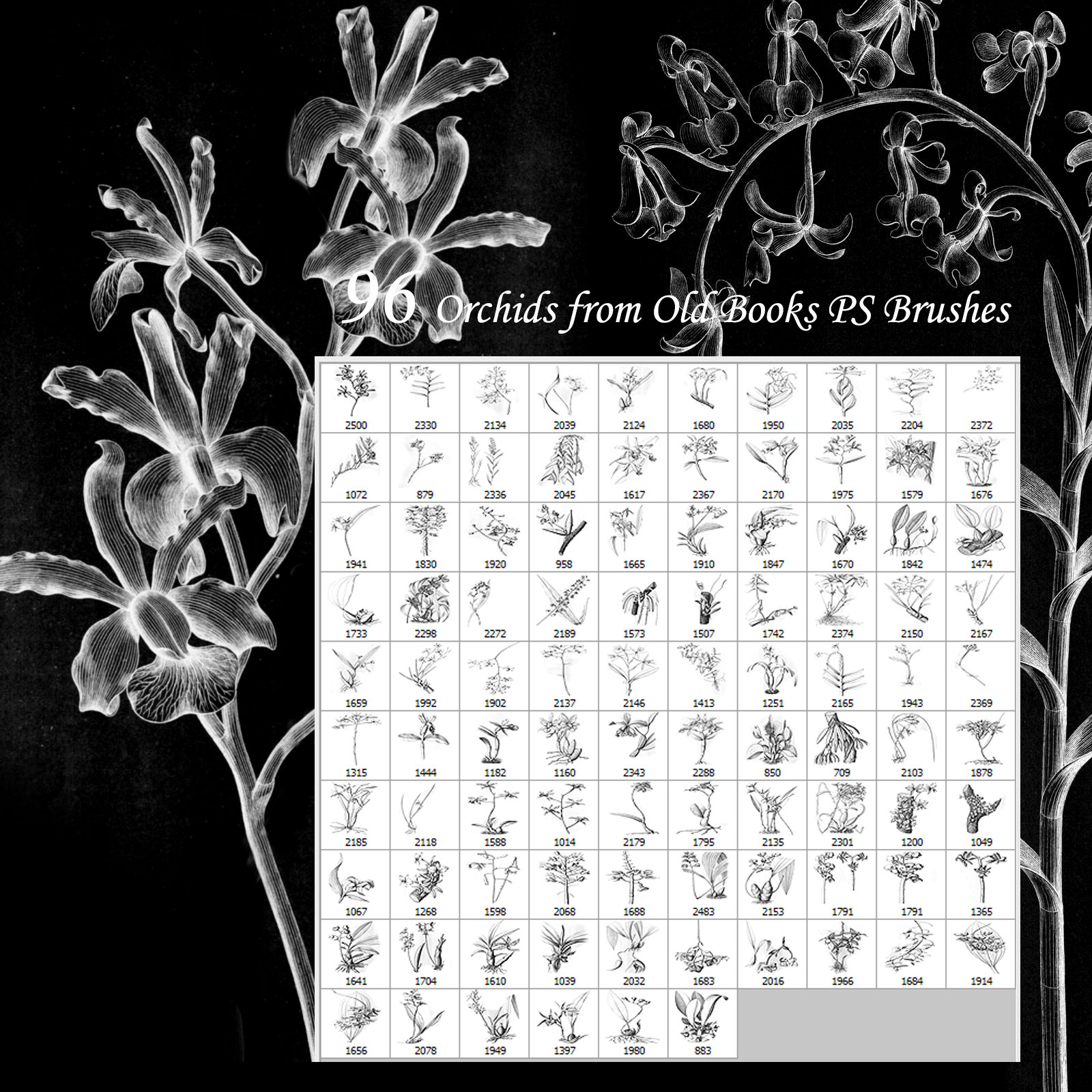 Orchids from Old Books PS Brushes by N/A