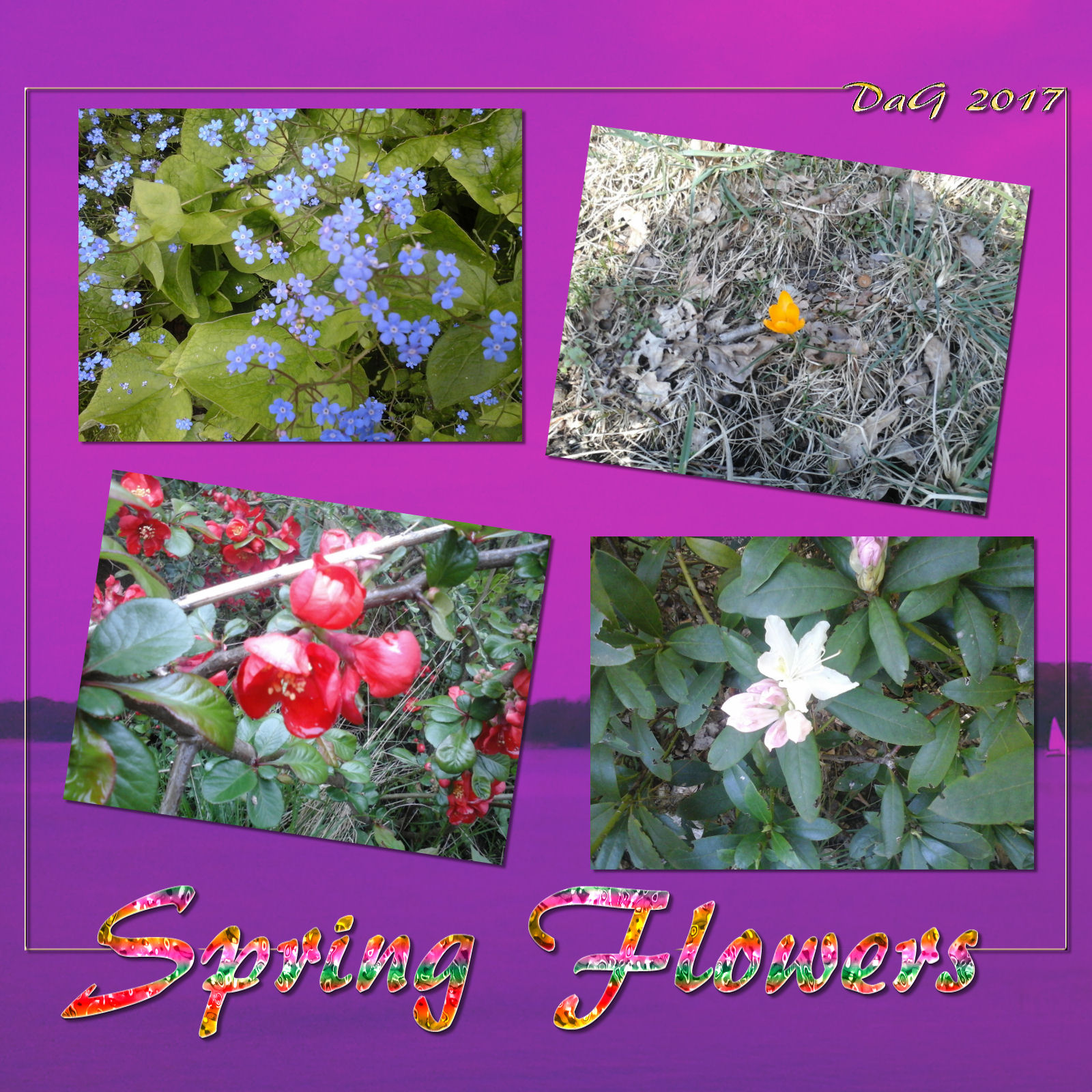 DA-SpringFlowers by N/A