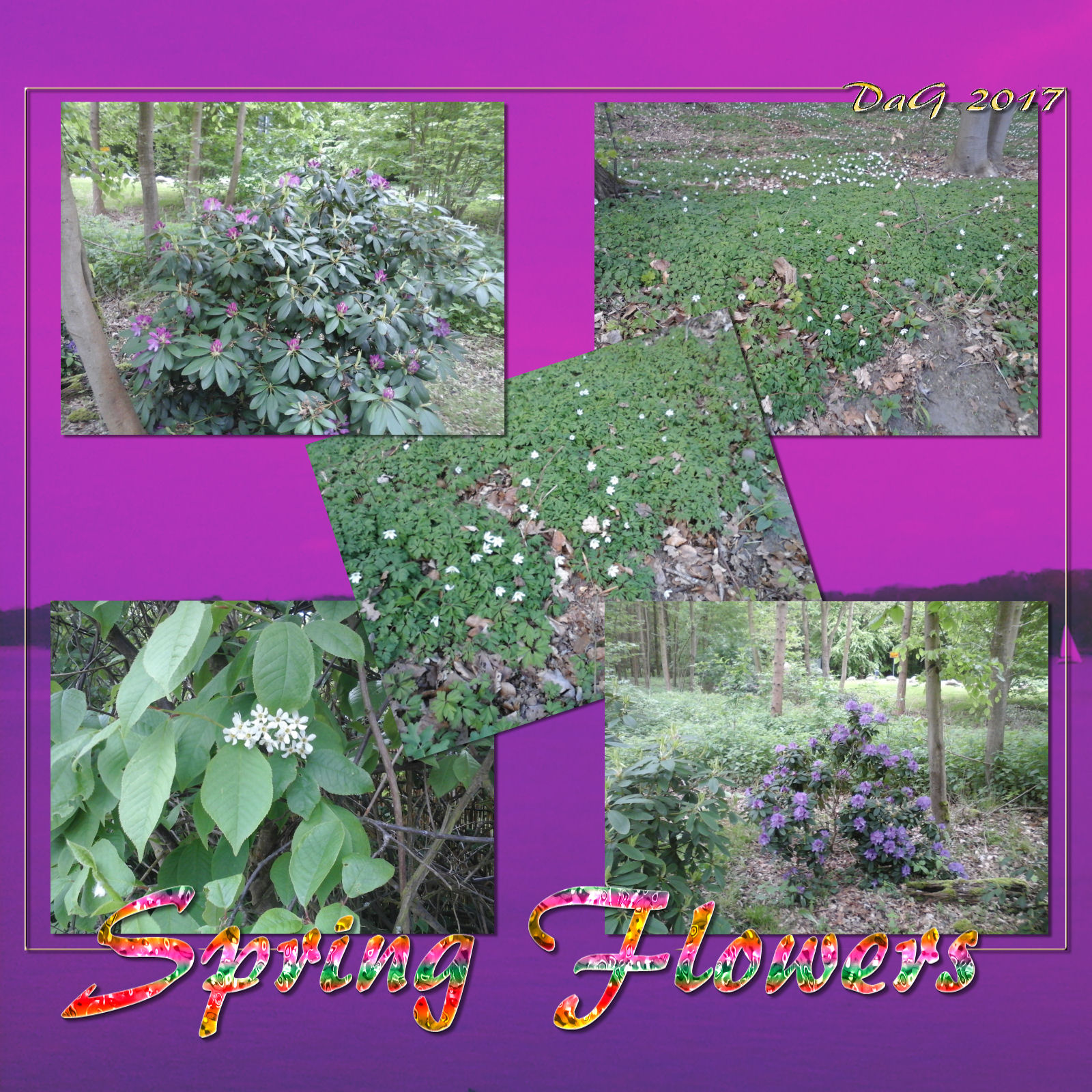 DA-SpringFlowers by N/A
