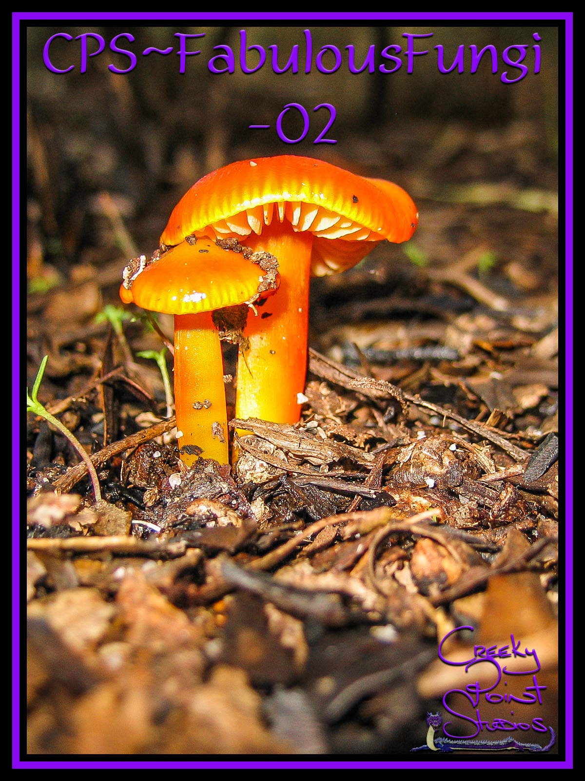 CPS-FabulousFungi02 by N/A