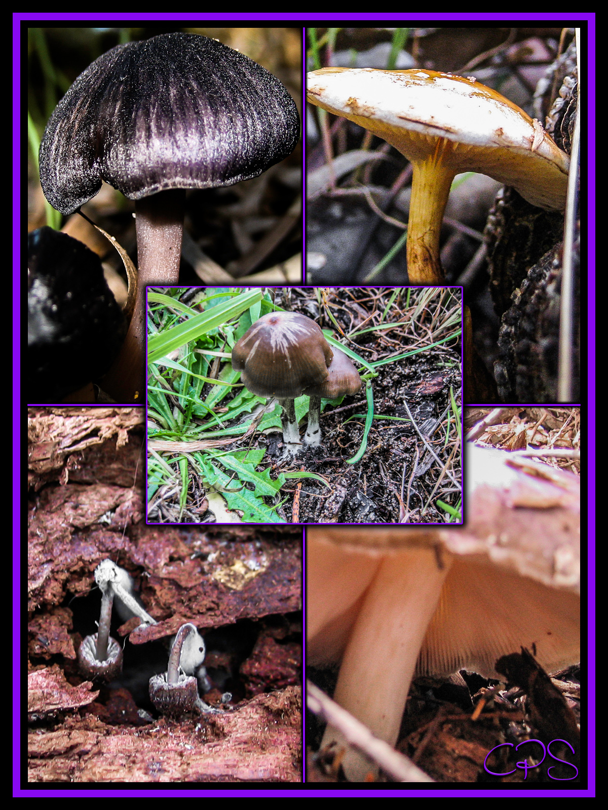 CPS-FabulousFungi02 by N/A