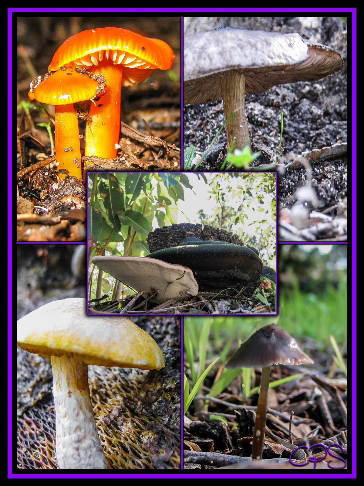 CPS-FabulousFungi02 by N/A