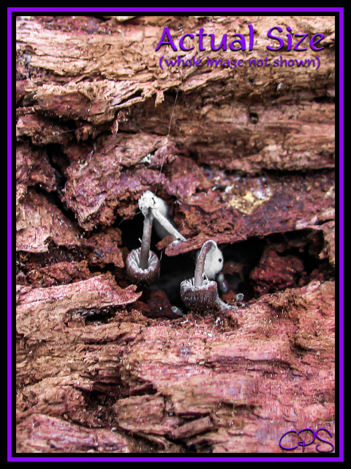 CPS-FabulousFungi02 by N/A