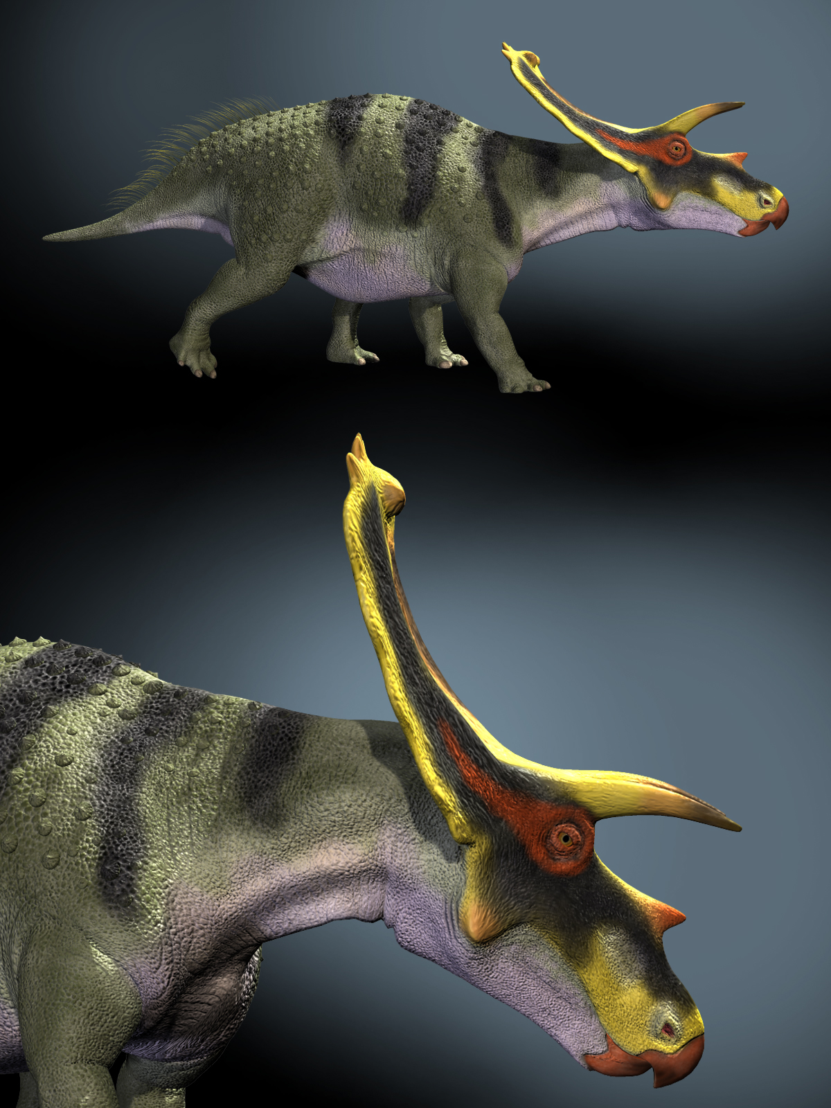 AnchiceratopsDR by N/A
