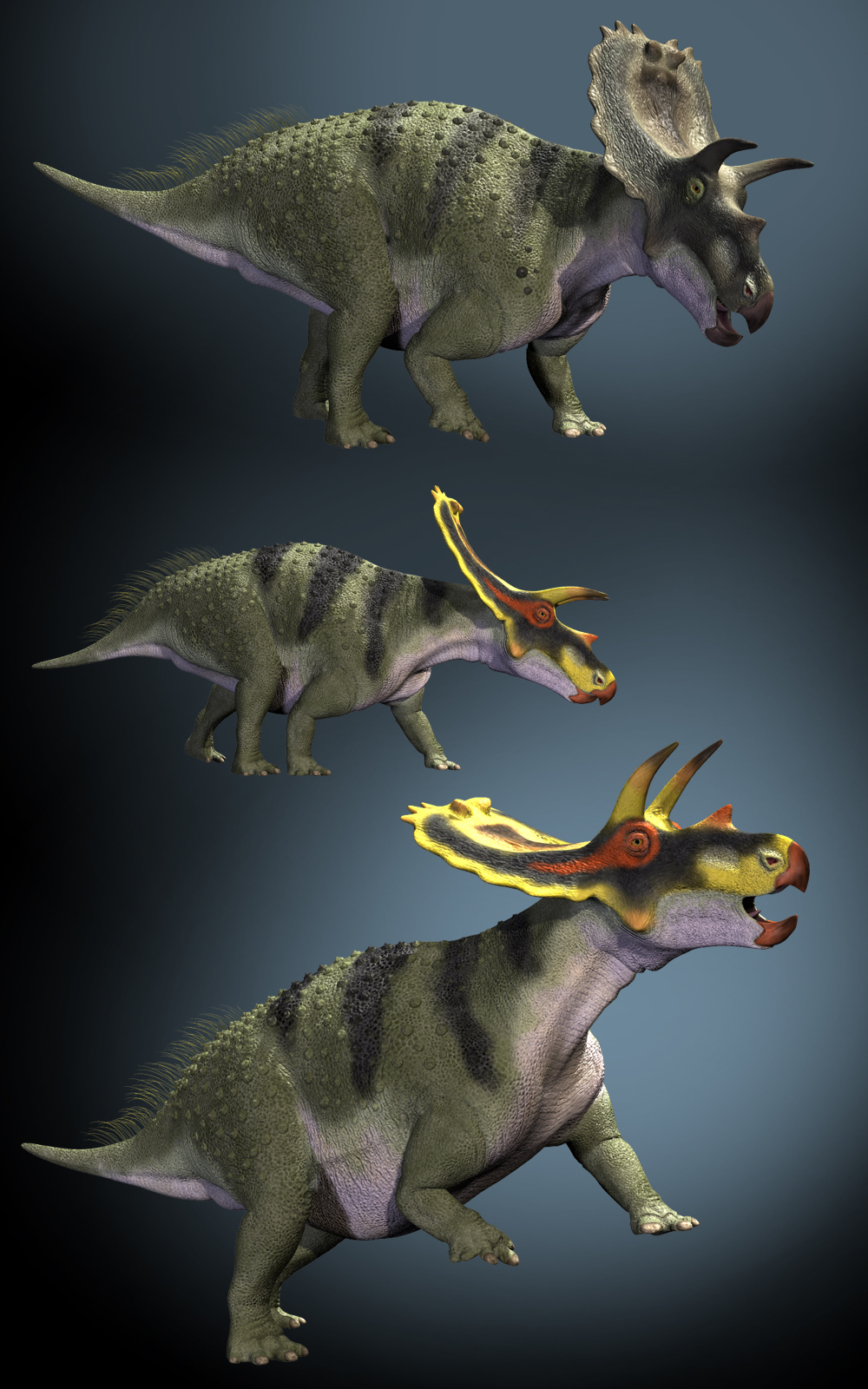 AnchiceratopsDR by N/A