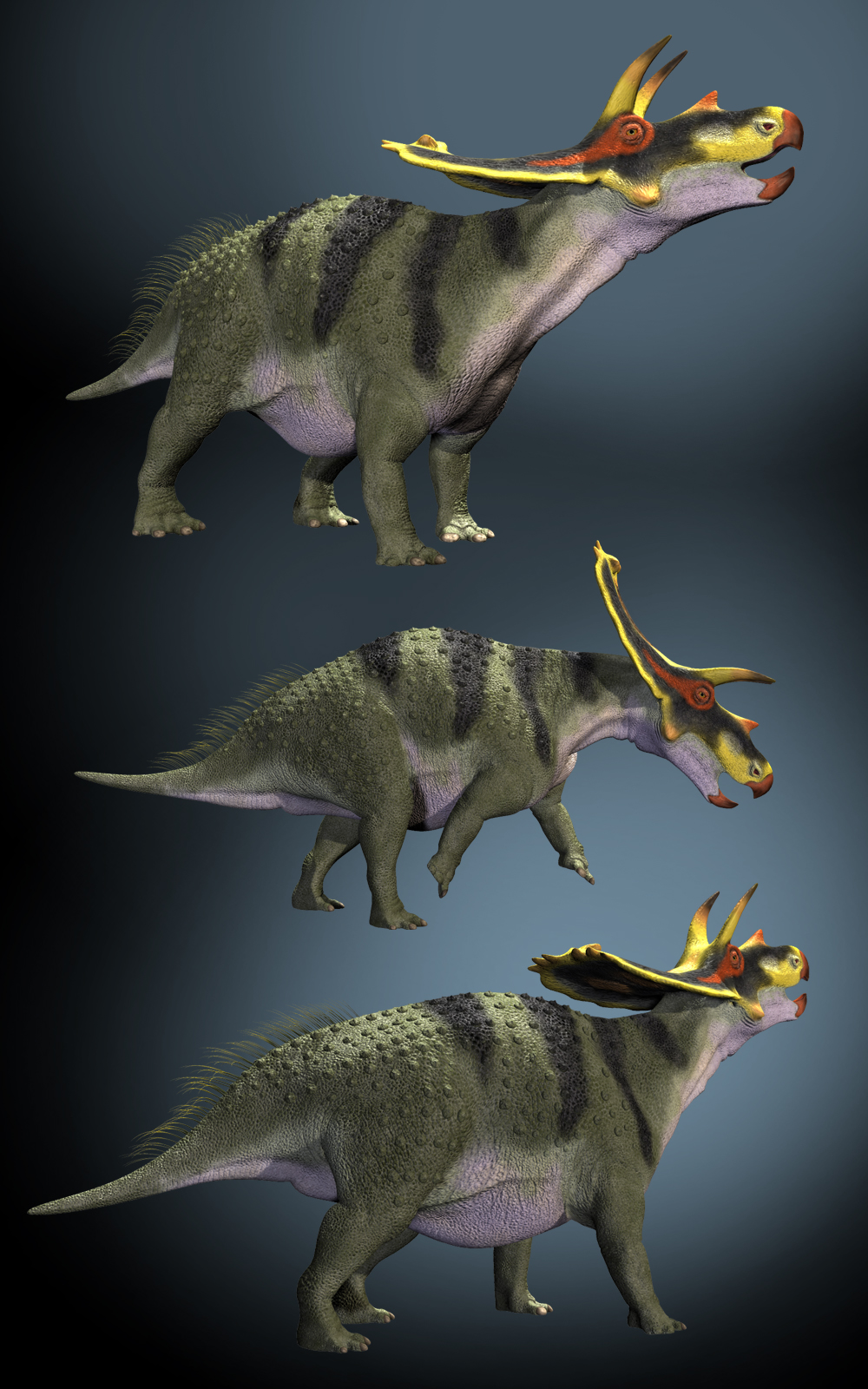 AnchiceratopsDR by N/A