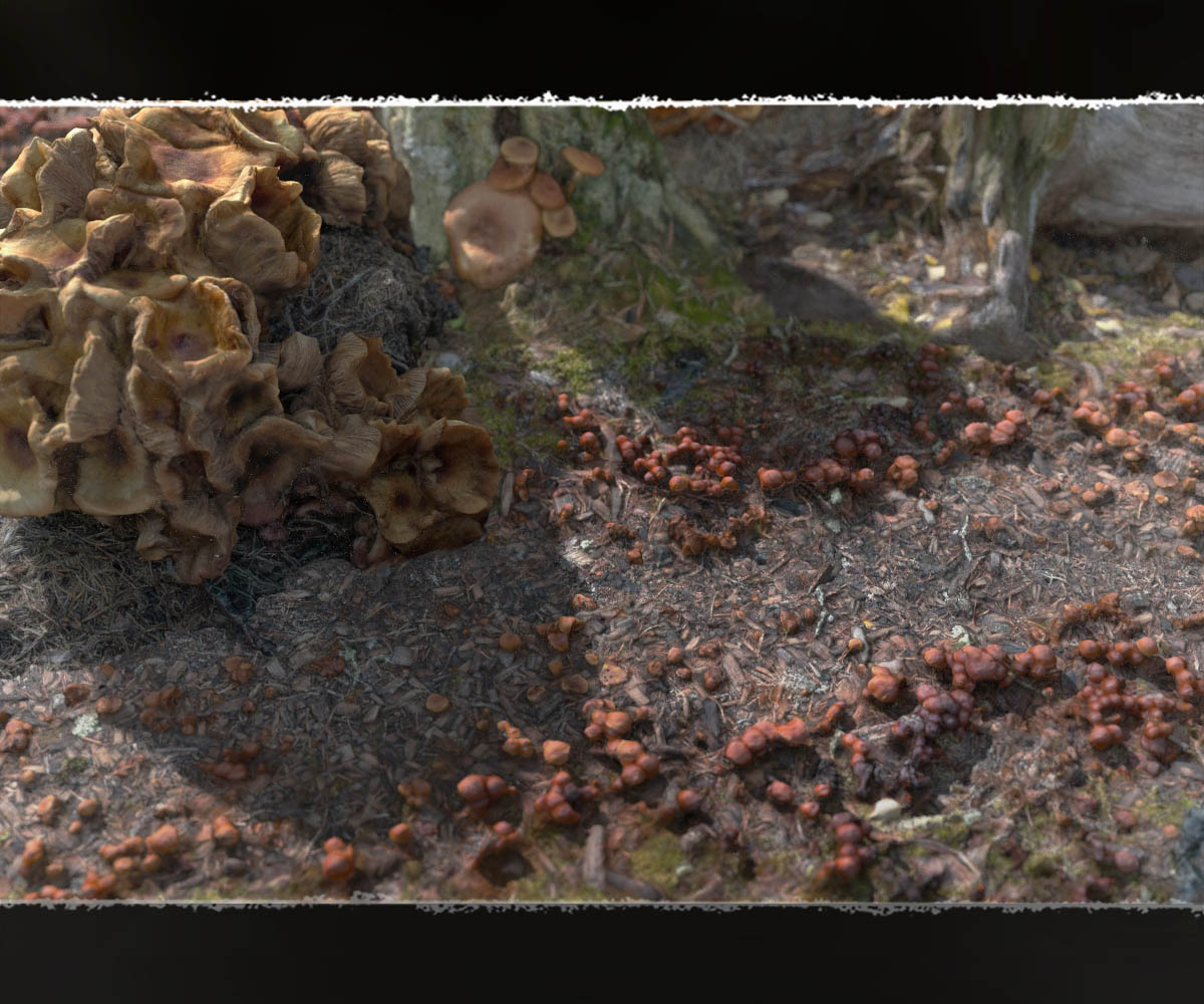 3D Scenery: Fairy Shroom World by N/A