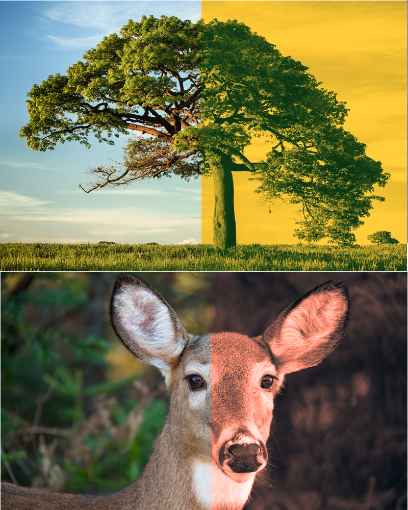 Two Toned Photoshop Actions by N/A