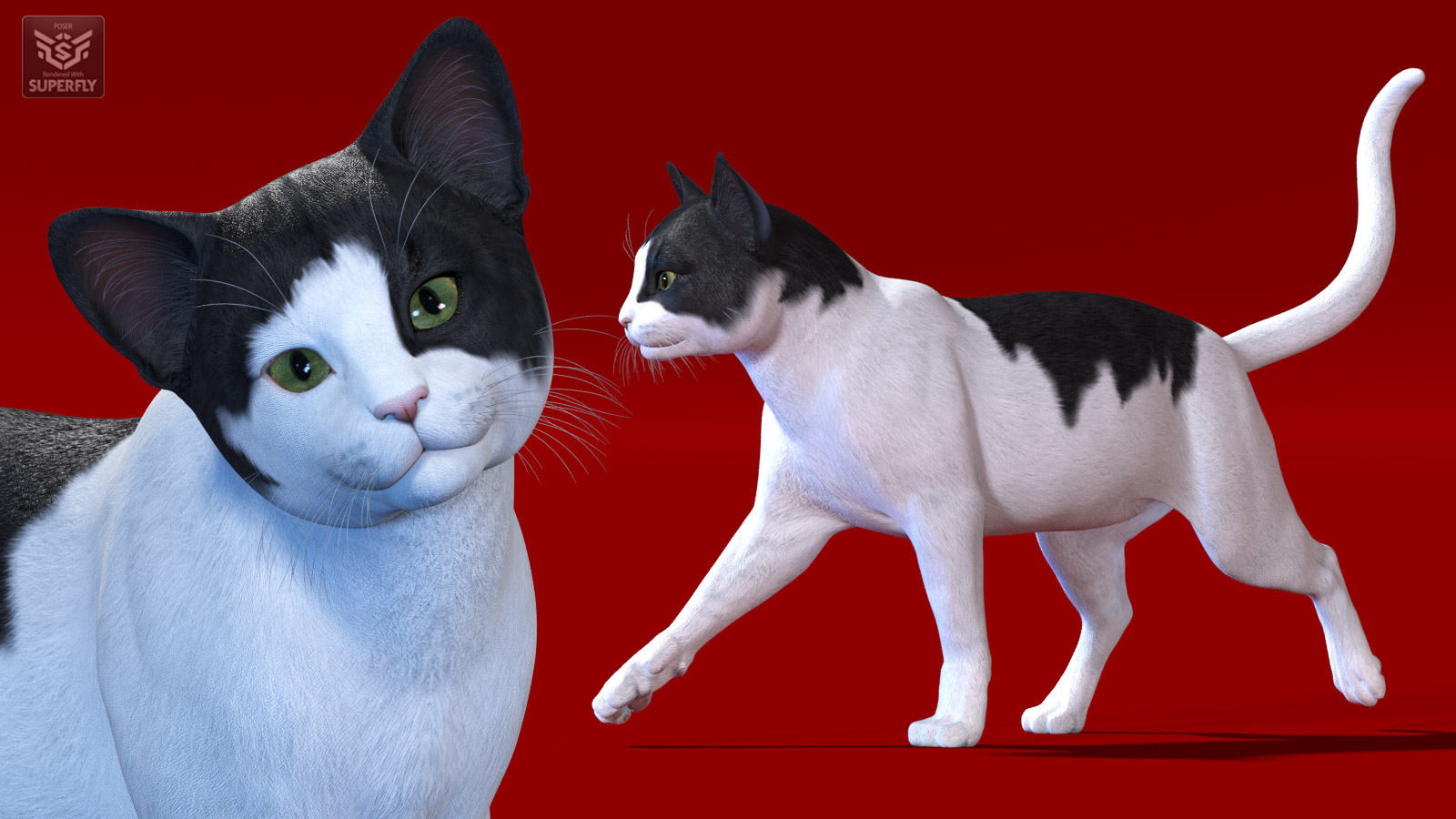 CWRW Black, White and Tuxedos for the HW House Cat by N/A