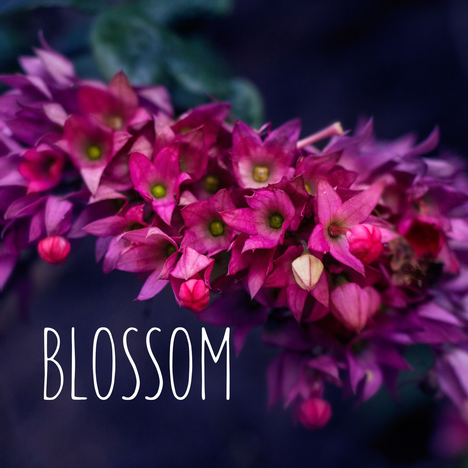Blossom by N/A