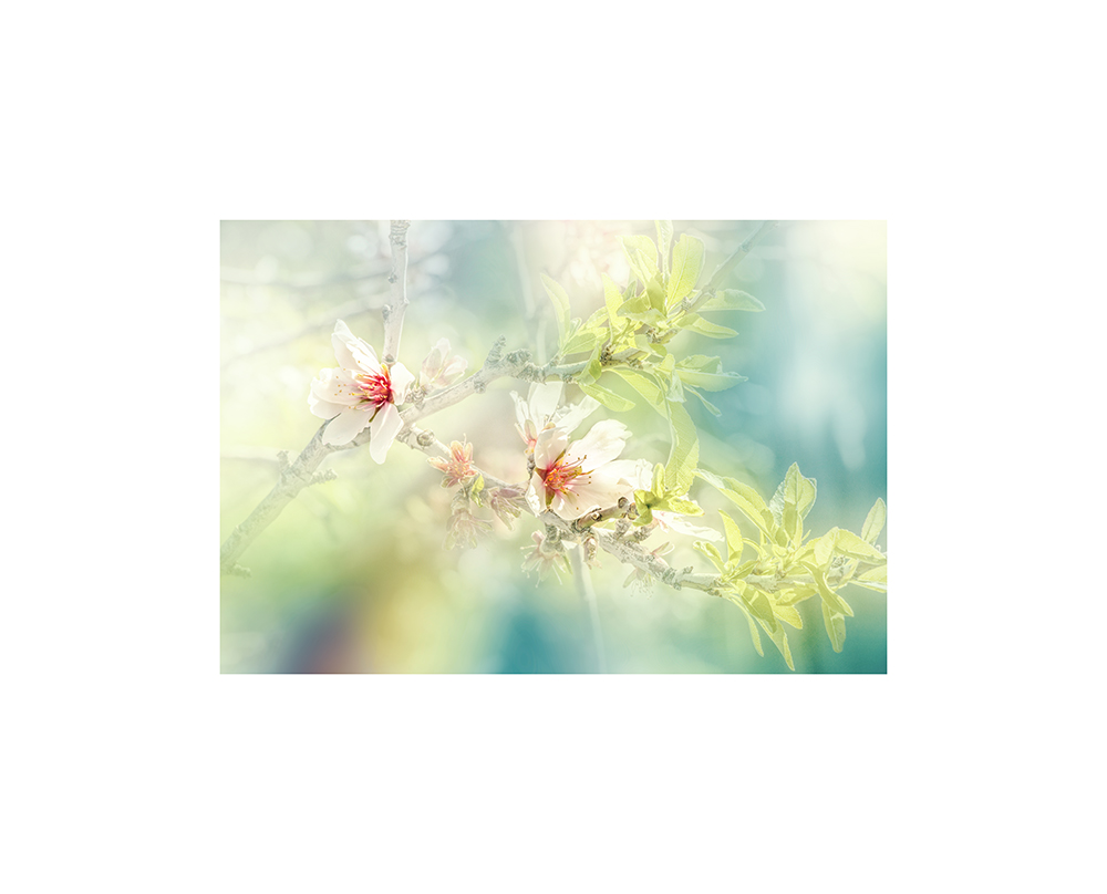 Blossom by N/A