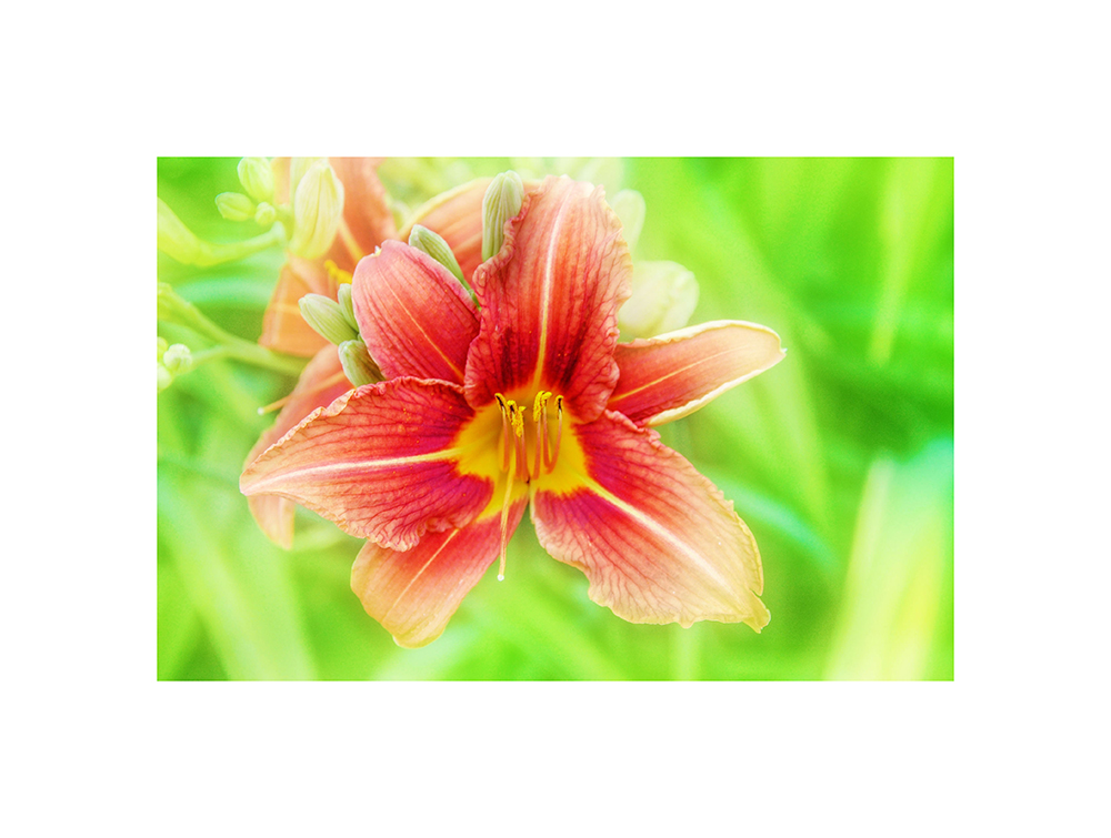 Blossom by N/A