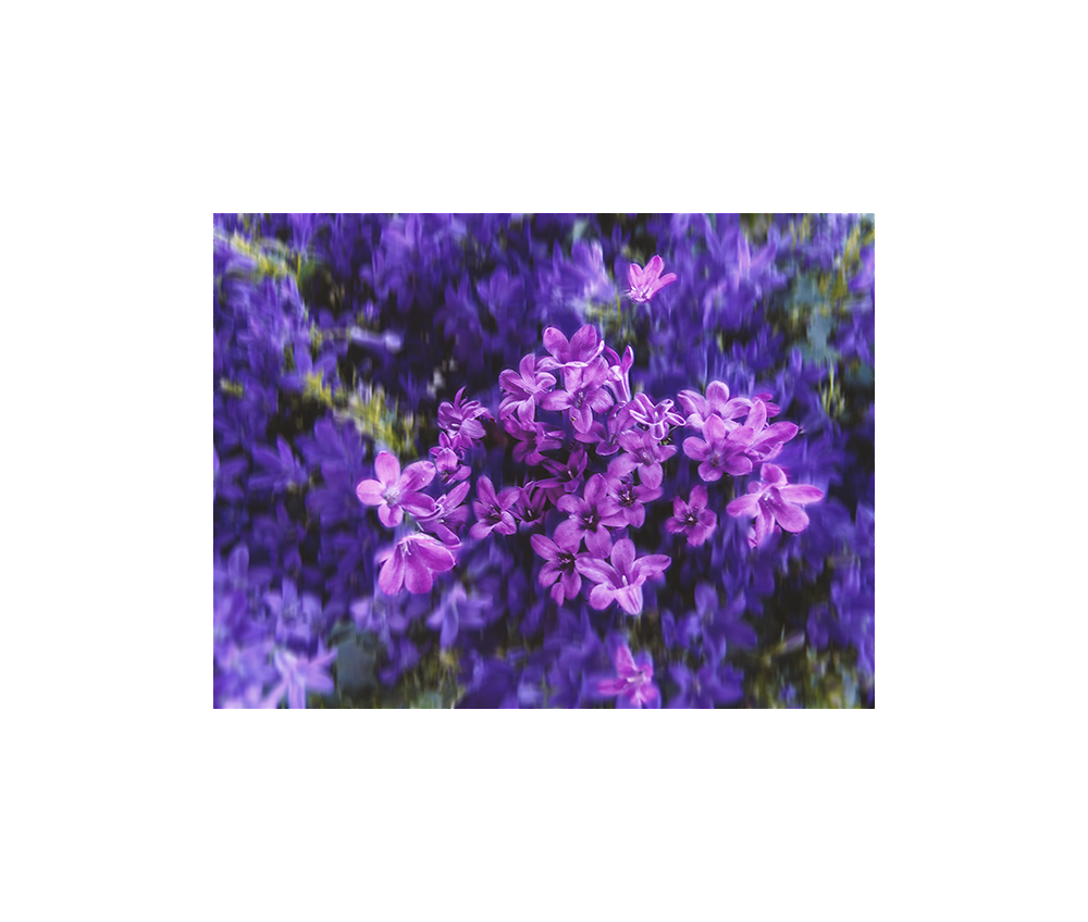 Blossom by N/A