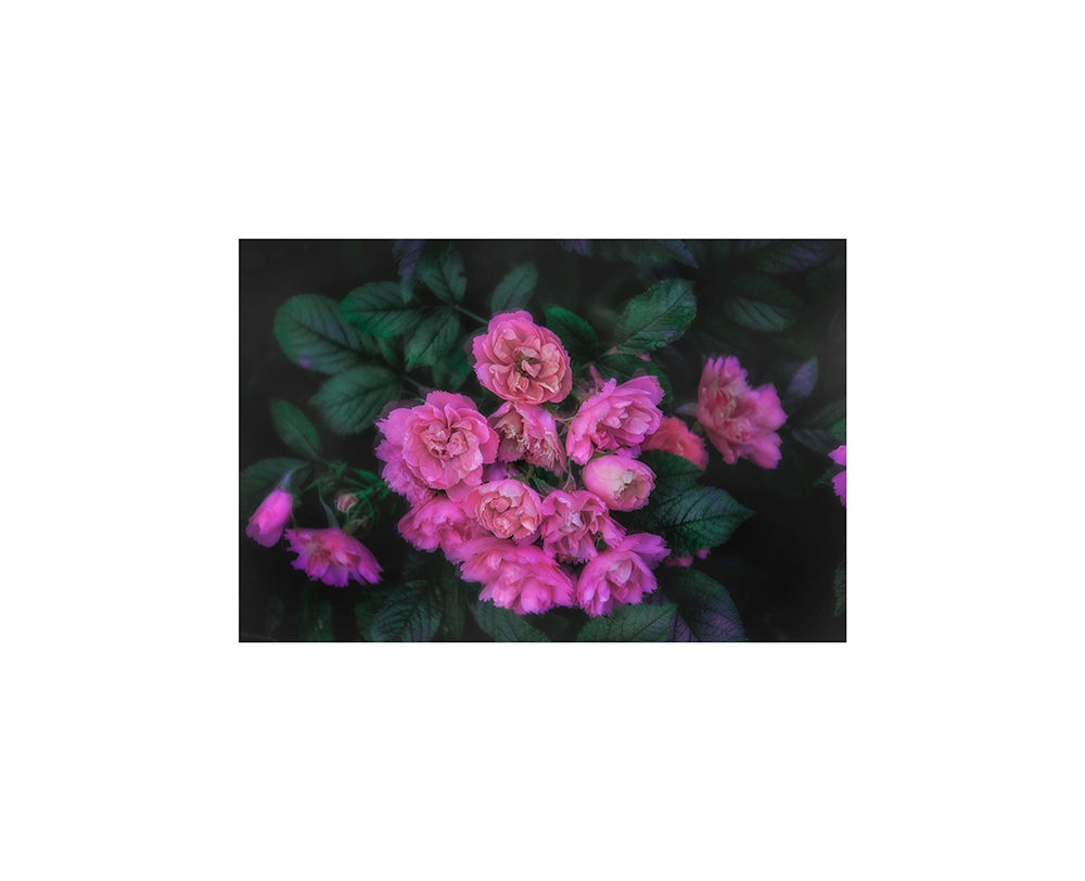 Blossom by N/A