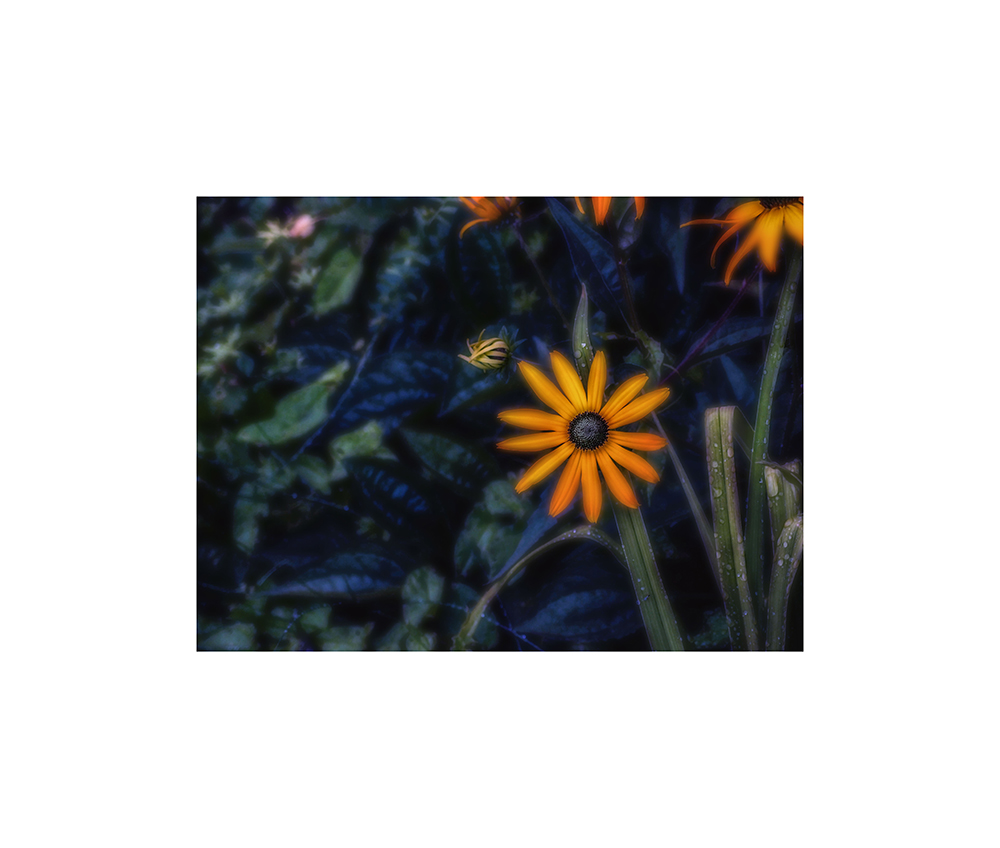Blossom by N/A