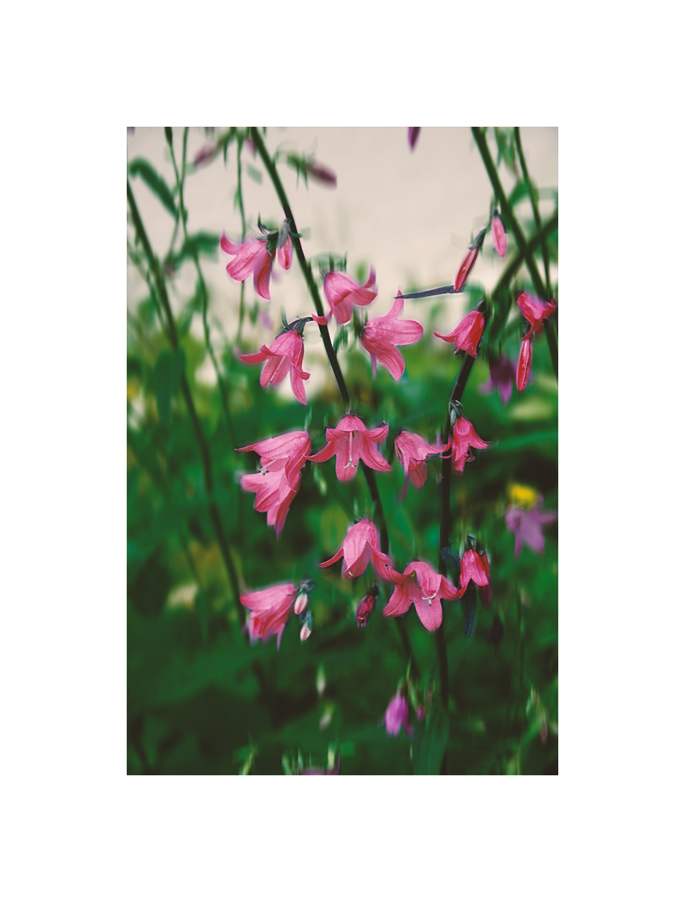 Blossom by N/A