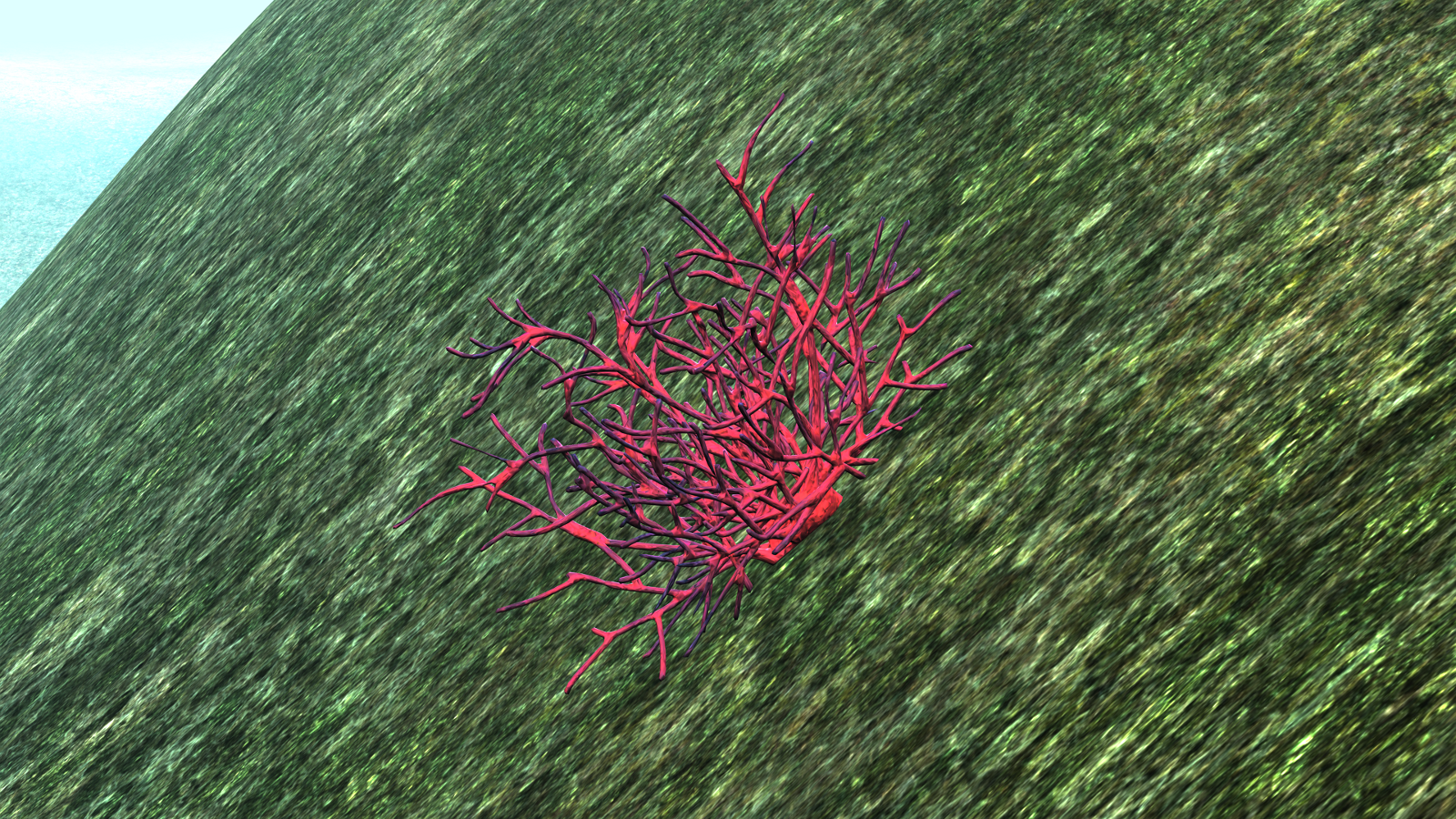 Coral and Underwater Plants - Extended LIcense by N/A