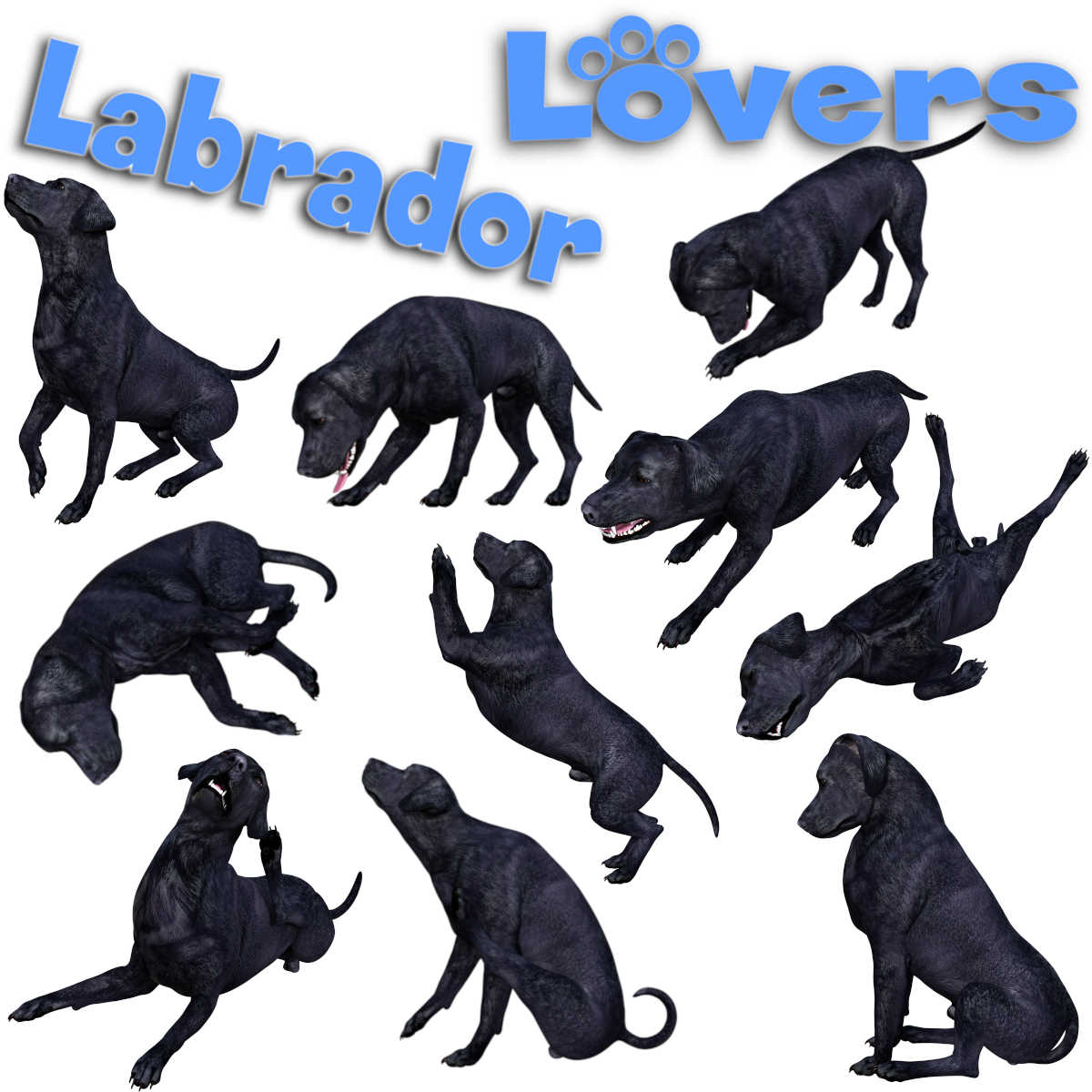 LABRADOR Lovers Poses for Labrador Breed by N/A