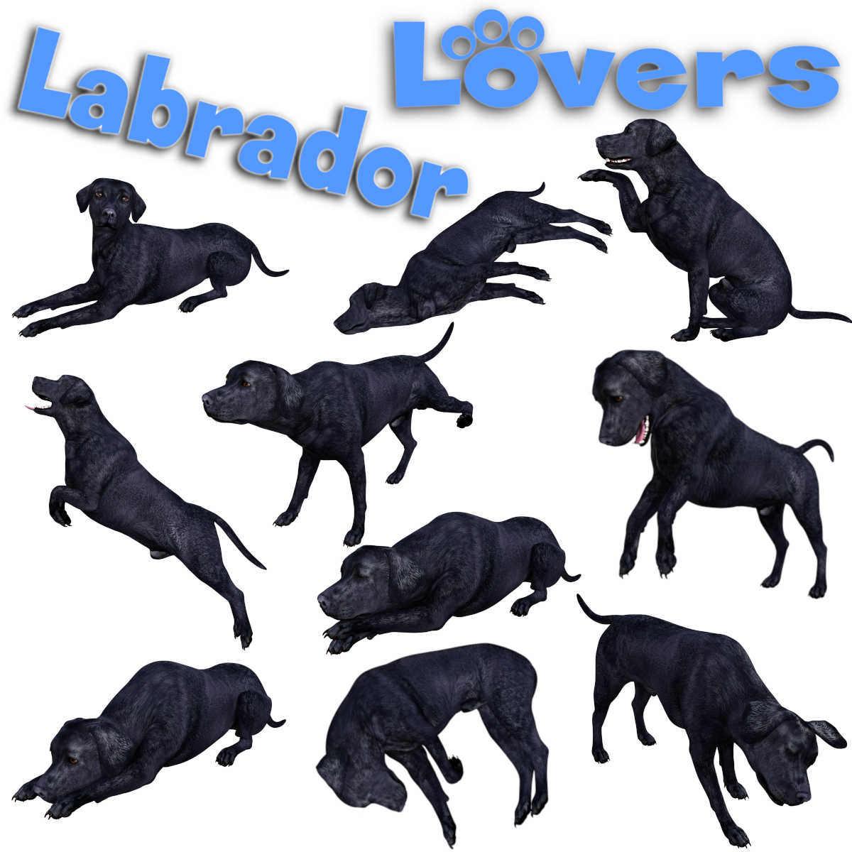 LABRADOR Lovers Poses for Labrador Breed by N/A