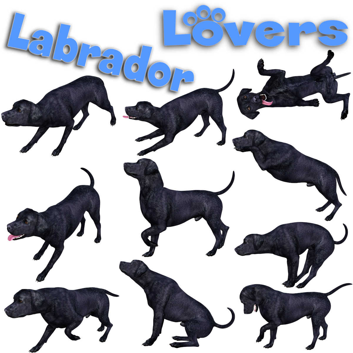 LABRADOR Lovers Poses for Labrador Breed by N/A