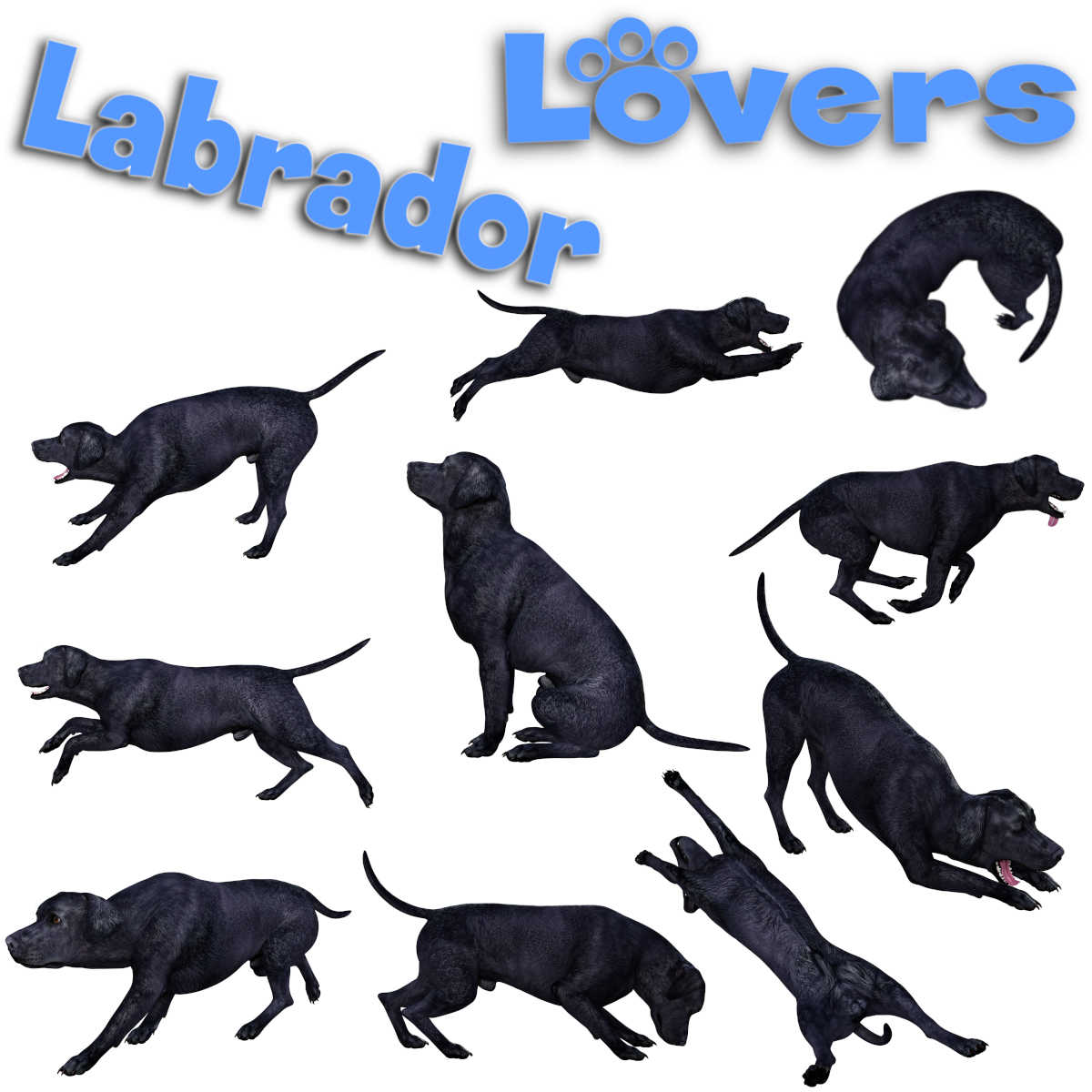 LABRADOR Lovers Poses for Labrador Breed by N/A