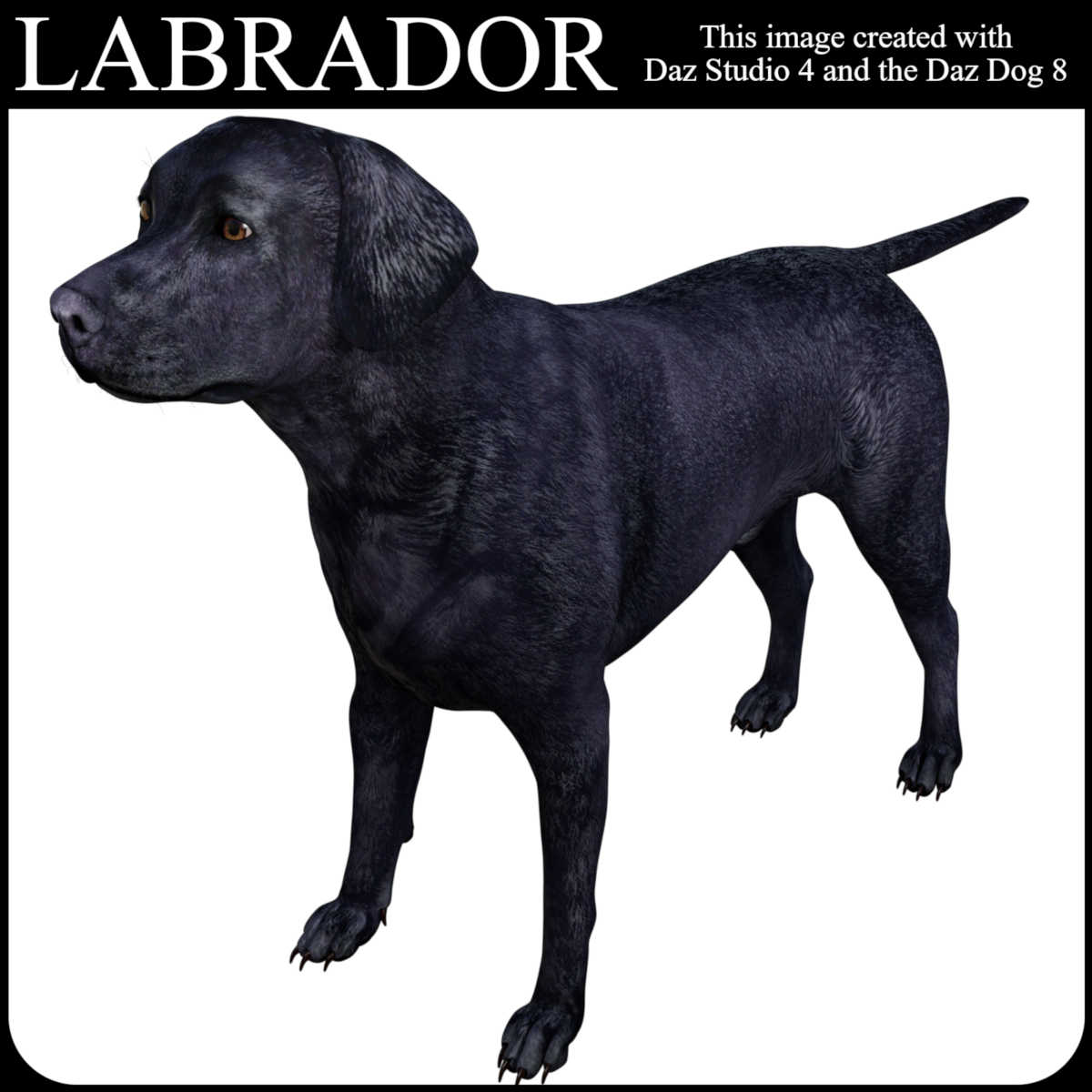 LABRADOR Lovers Poses for Labrador Breed by N/A