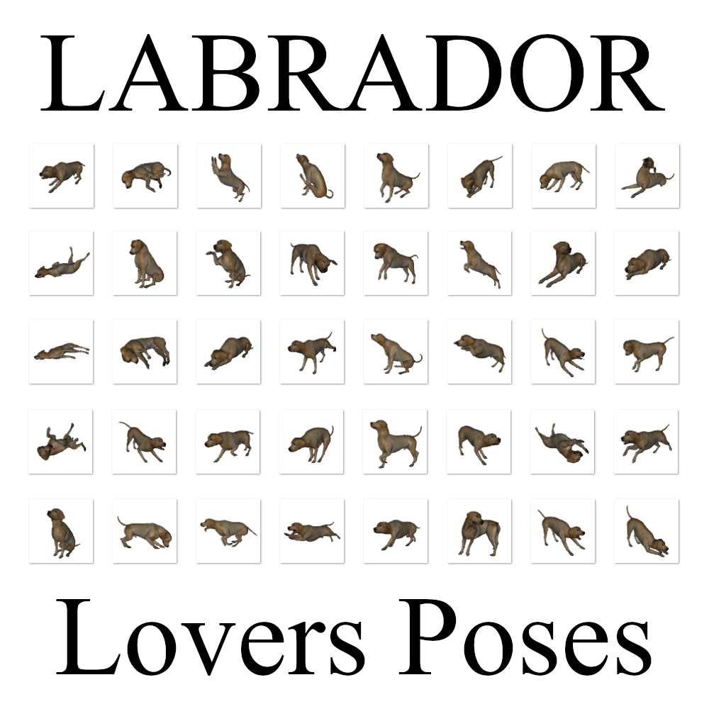 LABRADOR Lovers Poses for Labrador Breed by N/A