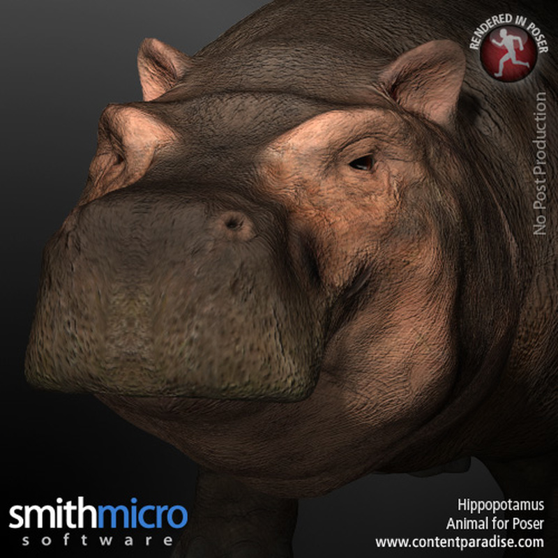 Hippopotamus by N/A