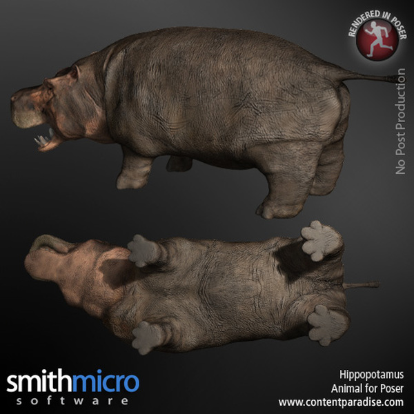 Hippopotamus by N/A