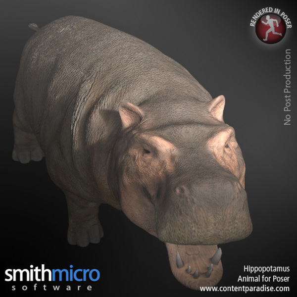 Hippopotamus by N/A