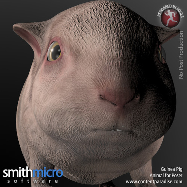 Guinea Pig by N/A