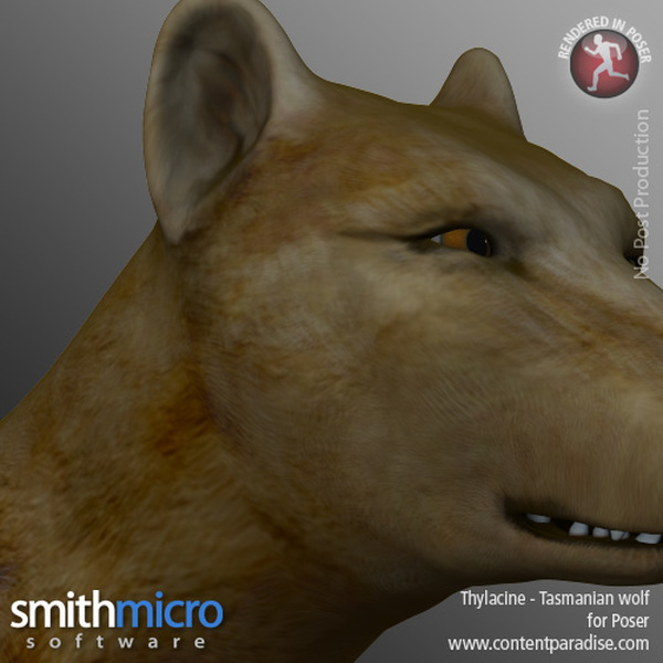 Thylacine by N/A
