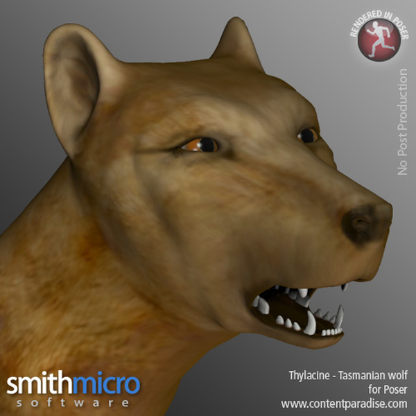Thylacine by N/A