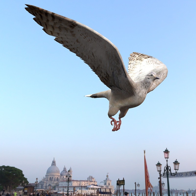Dove by N/A