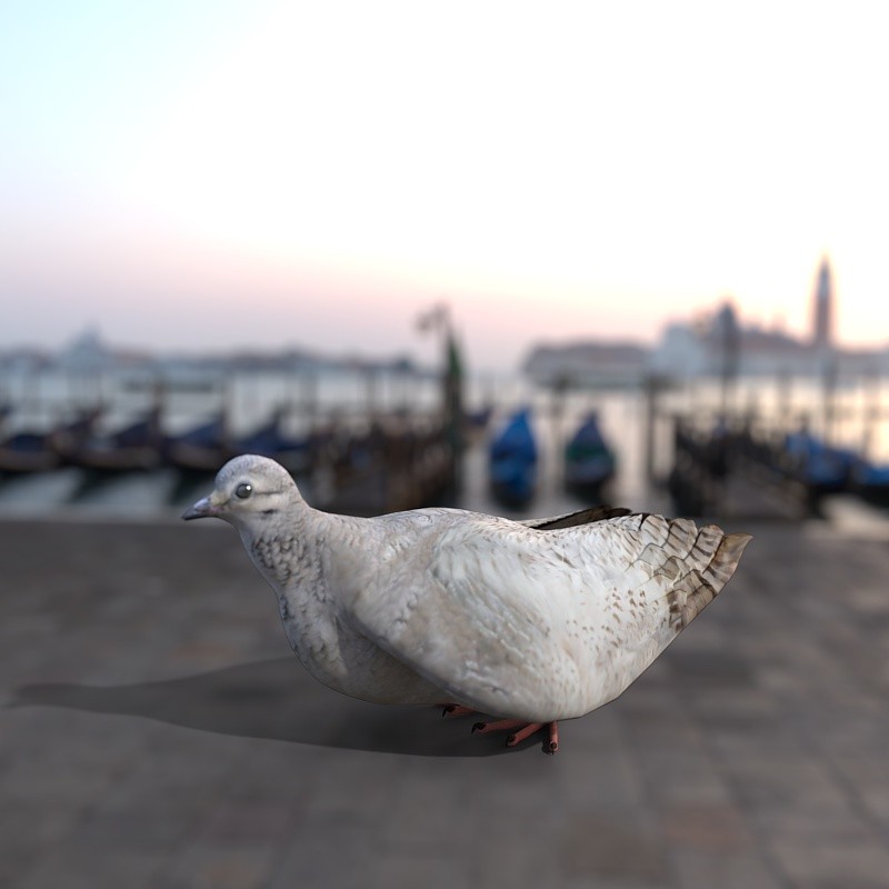 Dove by N/A