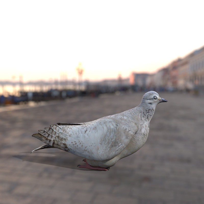 Dove by N/A