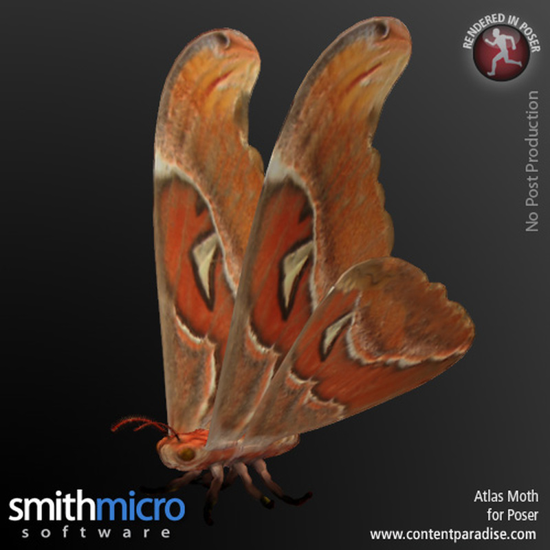 Atlas Moth by N/A
