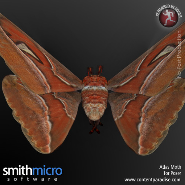 Atlas Moth by N/A